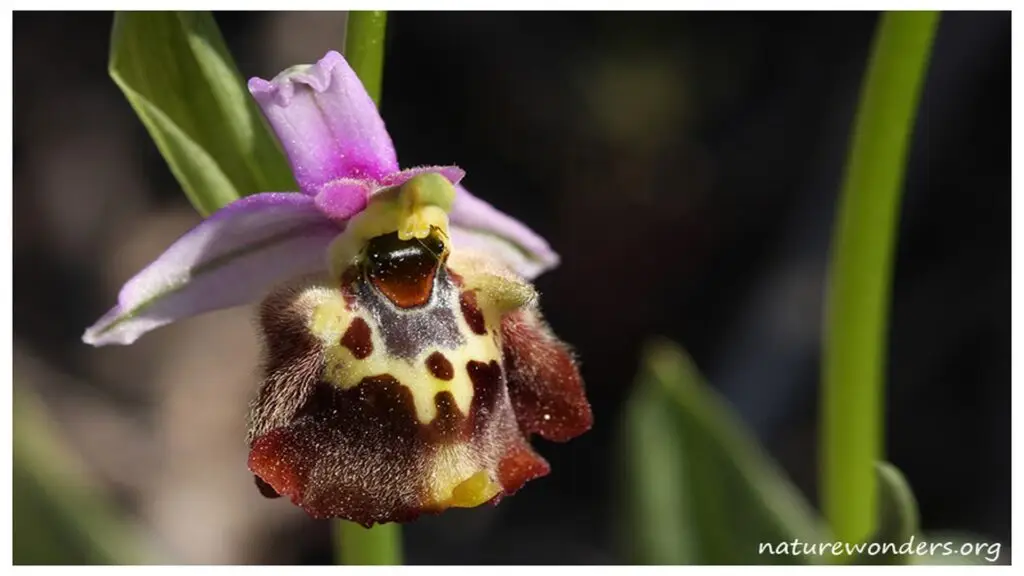 Orchidées sauvages de Chios