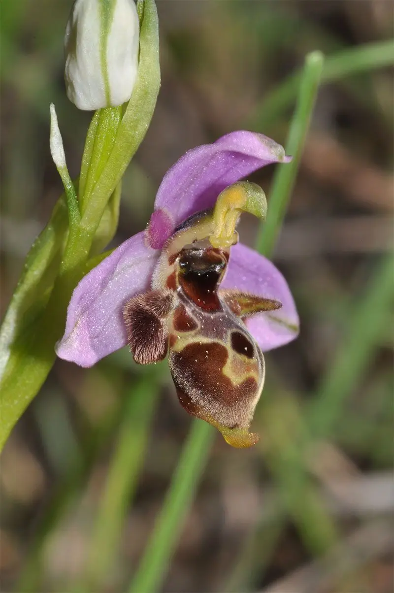Ophrys mastichorum in Chios
