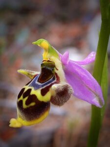 Ορχιδέα Ophrys phrygia