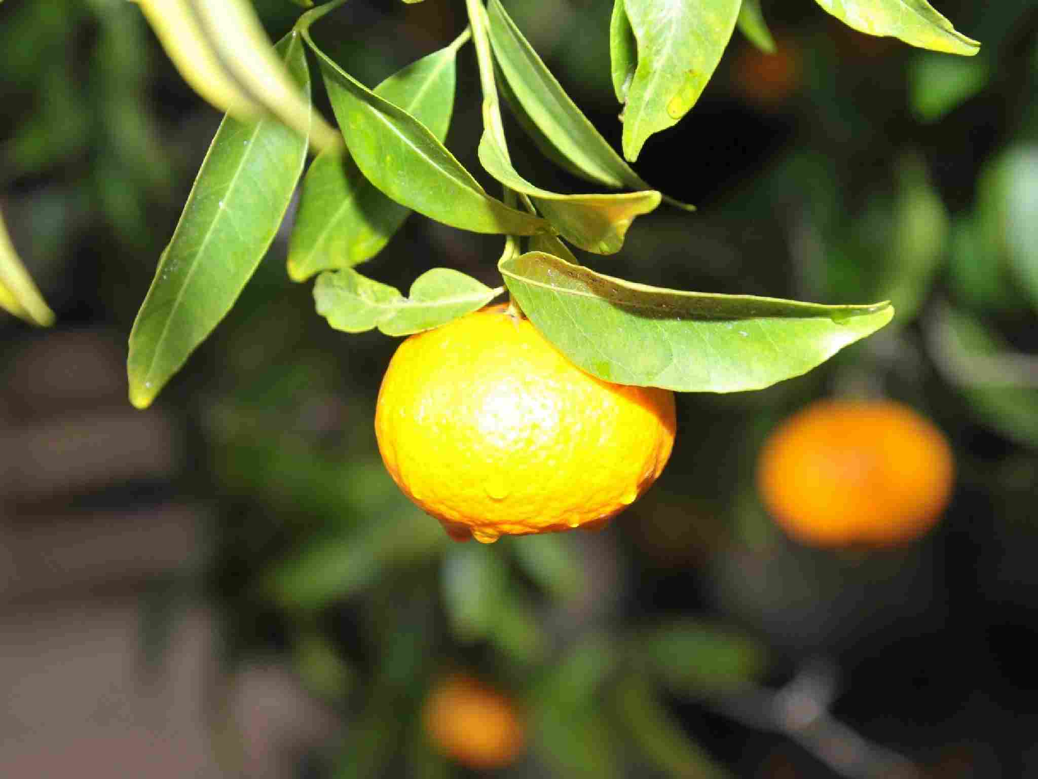 Mandarino di Chio al Voulamandis House